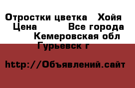 Отростки цветка  “Хойя“ › Цена ­ 300 - Все города  »    . Кемеровская обл.,Гурьевск г.